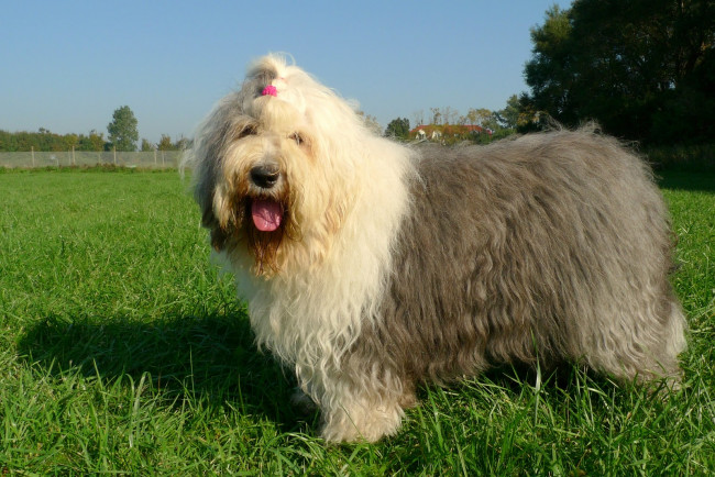 Обои картинки фото животные, собаки, собака