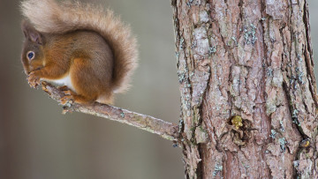 Картинка животные белки ветка белка