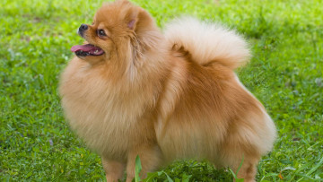 Картинка животные собаки взгляд