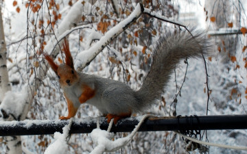 Картинка животные белки снег деревья взгляд белка