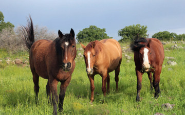 Картинка животные лошади