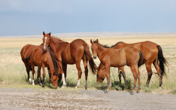 Картинка животные лошади