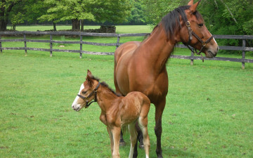 Картинка животные лошади лошадка лошадь