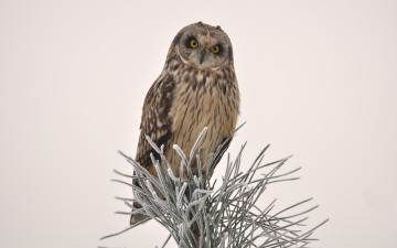 Картинка животные совы сова ветка