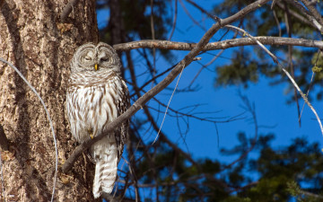 Картинка животные совы спит сова ветка