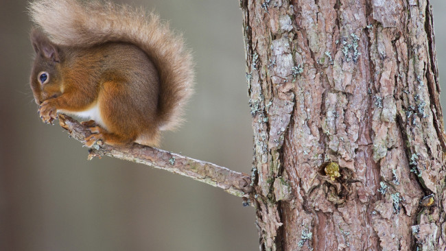 Обои картинки фото животные, белки, ветка, белка