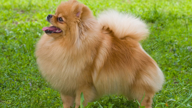 Обои картинки фото животные, собаки, взгляд