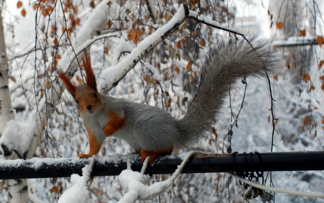 Обои картинки фото животные, белки, снег, деревья, взгляд, белка