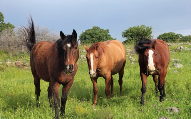 Обои картинки фото животные, лошади