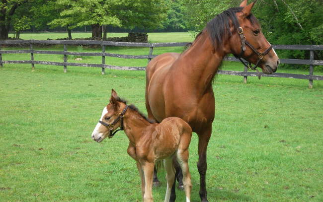 Обои картинки фото животные, лошади, лошадка, лошадь