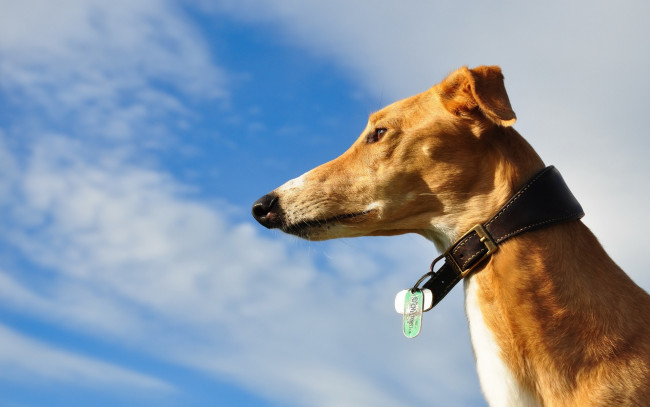 Обои картинки фото животные, собаки, взгляд, облака