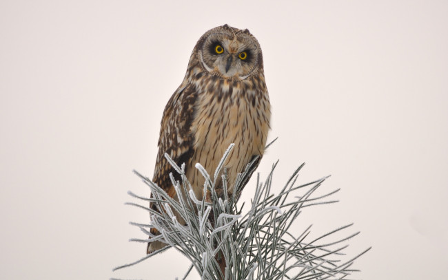 Обои картинки фото животные, совы, сова, ветка