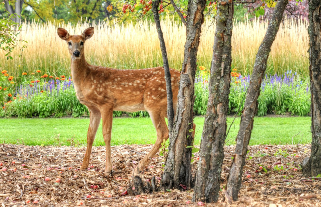 Обои картинки фото животные, олени, олень, косуля, глаза