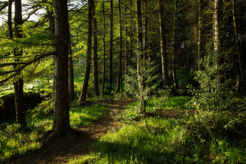 Картинка природа дороги лес тропинка