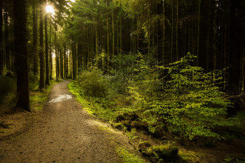 Картинка природа дороги тропинка лес