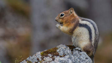 Картинка животные бурундуки бурундучок
