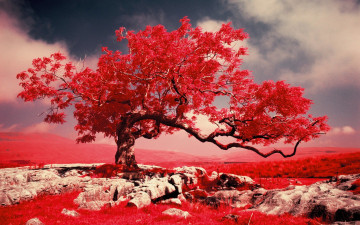 Картинка разное компьютерный+дизайн краски трава дерево скалы горы фильтр