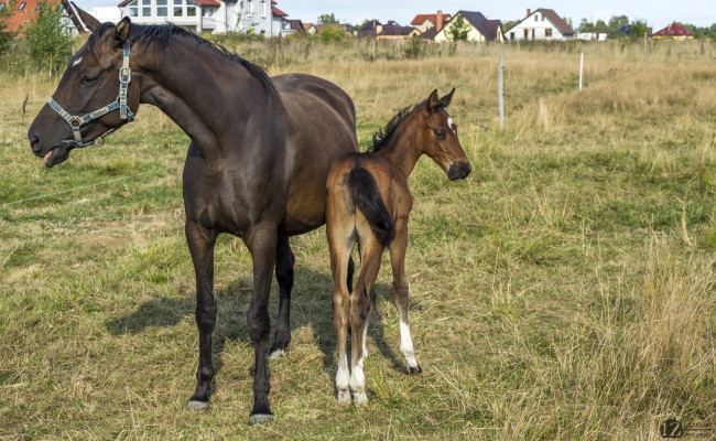 Обои картинки фото животные, лошади, лошадь, лошадка
