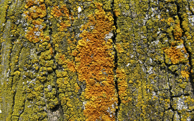 Обои картинки фото разное, текстуры, фон, кора, дерево