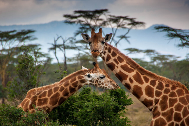 Обои картинки фото животные, жирафы