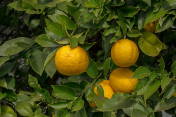 Картинка природа плоды лимоны