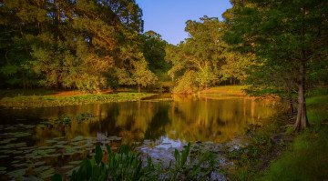 Картинка природа реки озера река лес