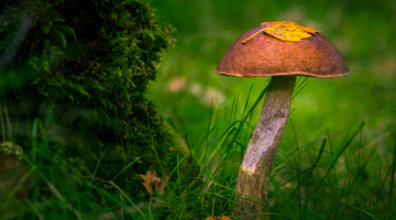 Картинка природа грибы грибок