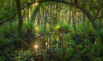 Картинка природа реки озера река лес