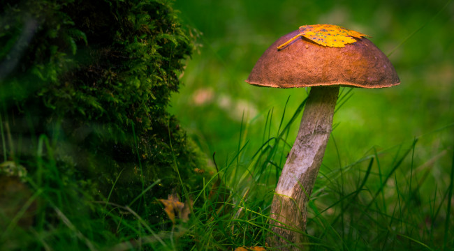 Обои картинки фото природа, грибы, грибок
