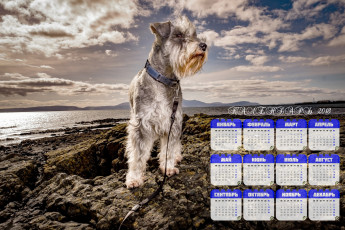 Картинка календари животные водоем поводок собака