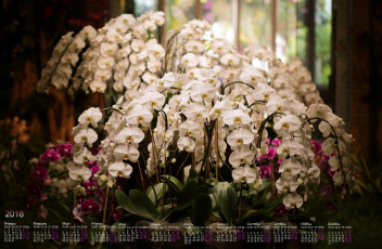 Картинка календари цветы лепестки