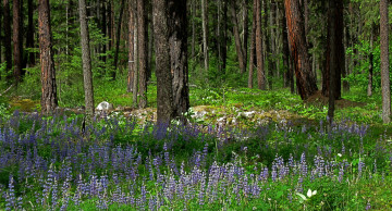 Картинка природа лес простор