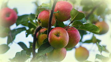 Картинка природа плоды яблоки