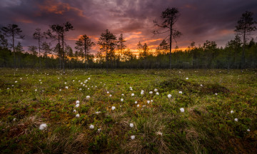 Картинка природа луга простор