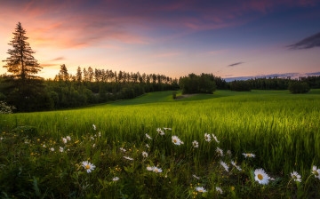 Картинка природа луга простор