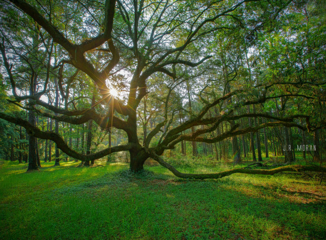 Обои картинки фото природа, лес, простор