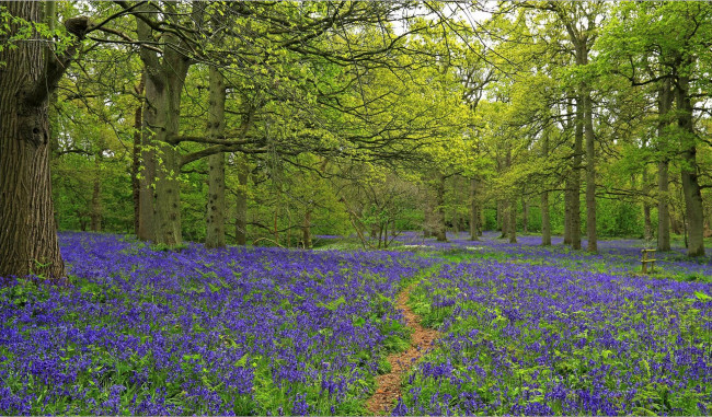 Обои картинки фото природа, лес, деревья, тропинка, цветы