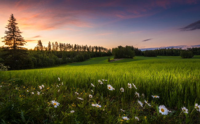 Обои картинки фото природа, луга, простор