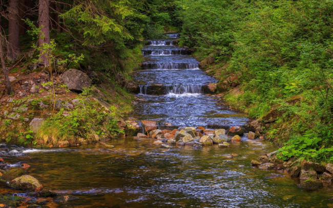 Обои картинки фото природа, реки, озера, река, лес