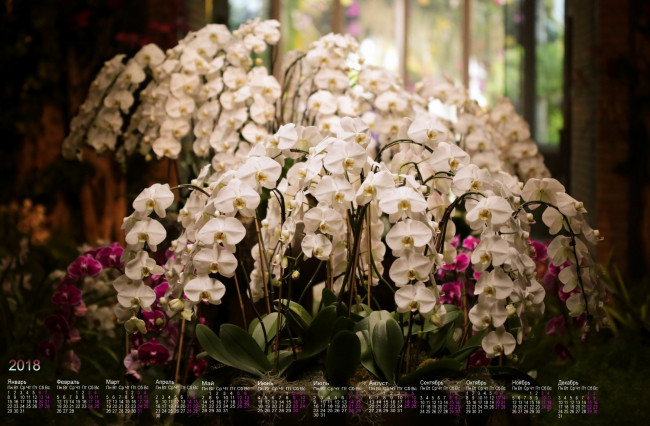 Обои картинки фото календари, цветы, лепестки