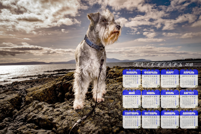 Обои картинки фото календари, животные, водоем, поводок, собака