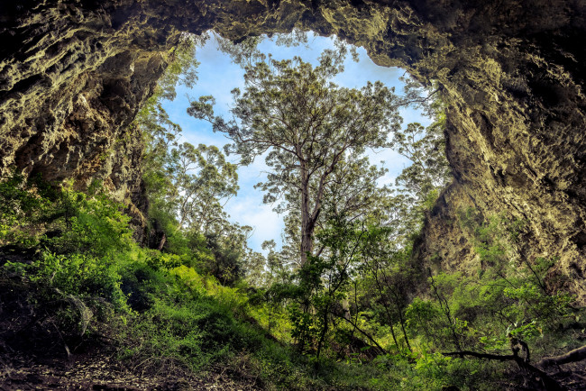 Обои картинки фото природа, деревья, простор