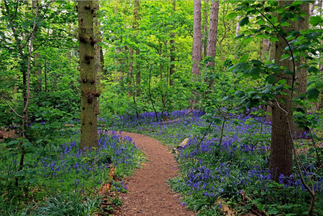 Обои картинки фото природа, лес, цветы, деревья, тропинка