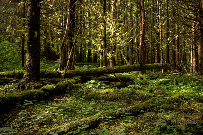 Обои картинки фото природа, лес, простор