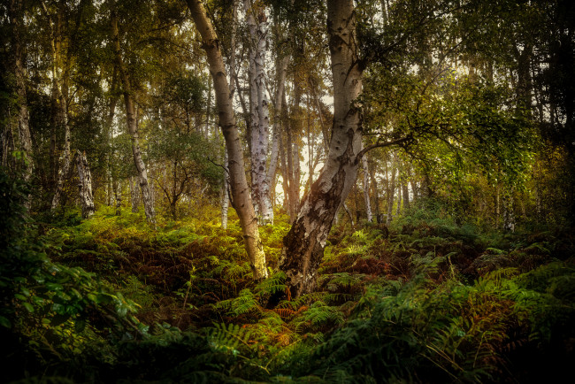 Обои картинки фото природа, лес, простор