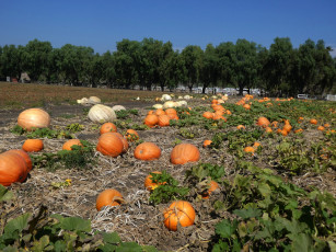 Картинка природа плоды тыквы