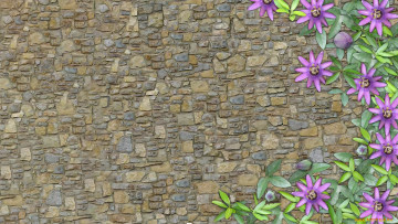 обоя разное, компьютерный дизайн, стена, узор, текстура, цветы