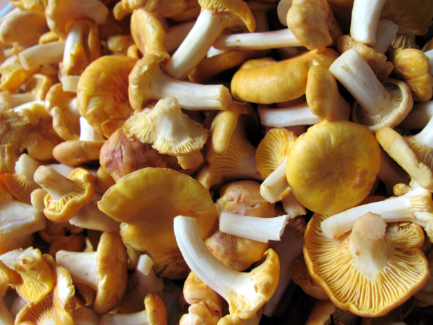 Обои картинки фото еда, грибы,  грибные блюда, лисички