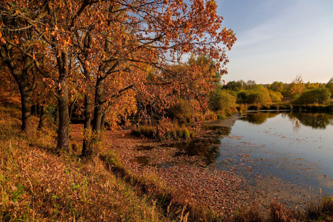 Обои картинки фото природа, реки, озера, деревья, осень, листья, озеро