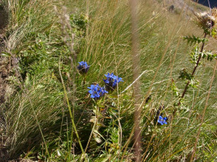 Картинка цветы горечавки